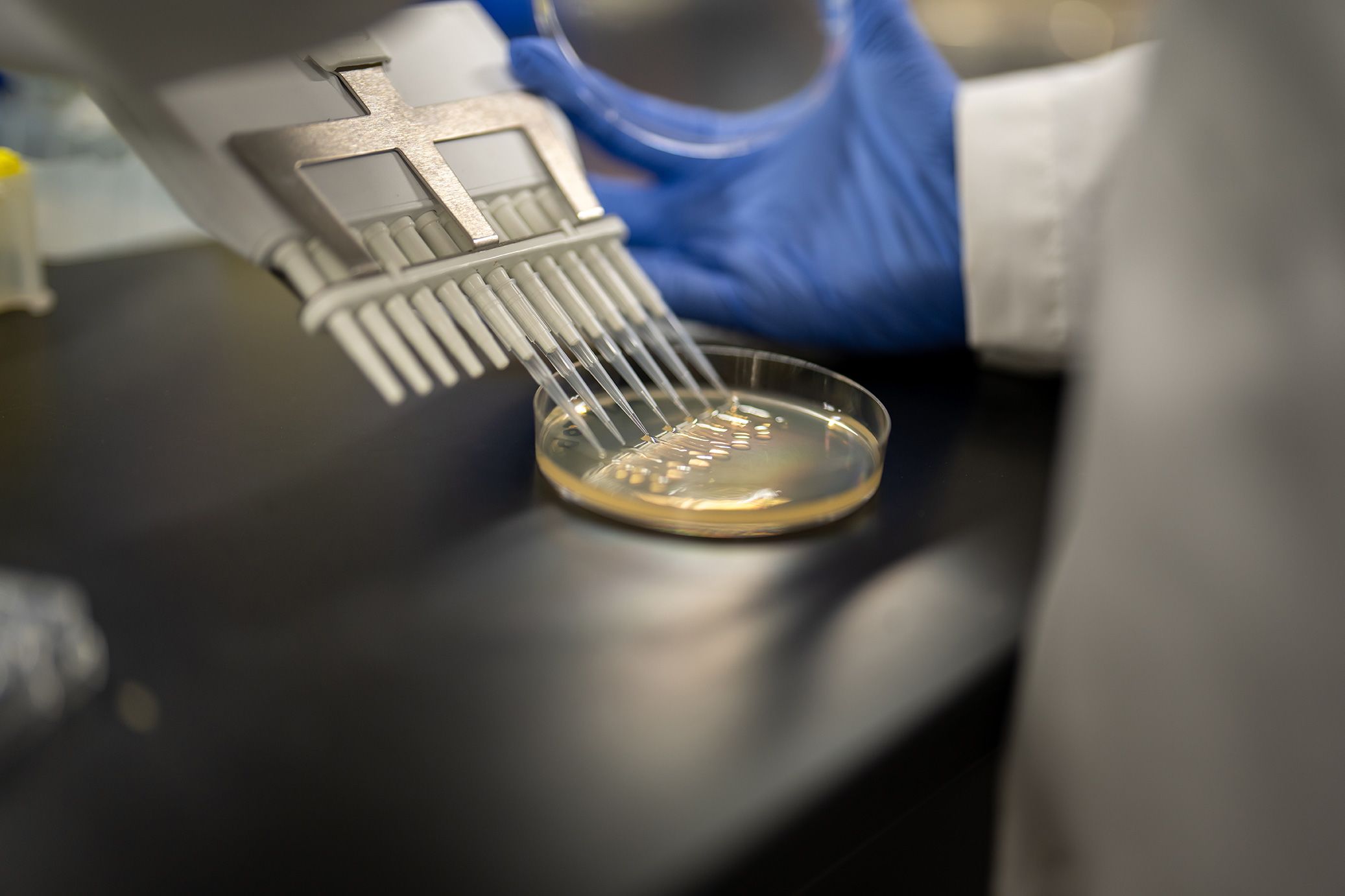 A closeup of a gloved hand dispensing a liquid on a petri dish using a multichannel pipette.