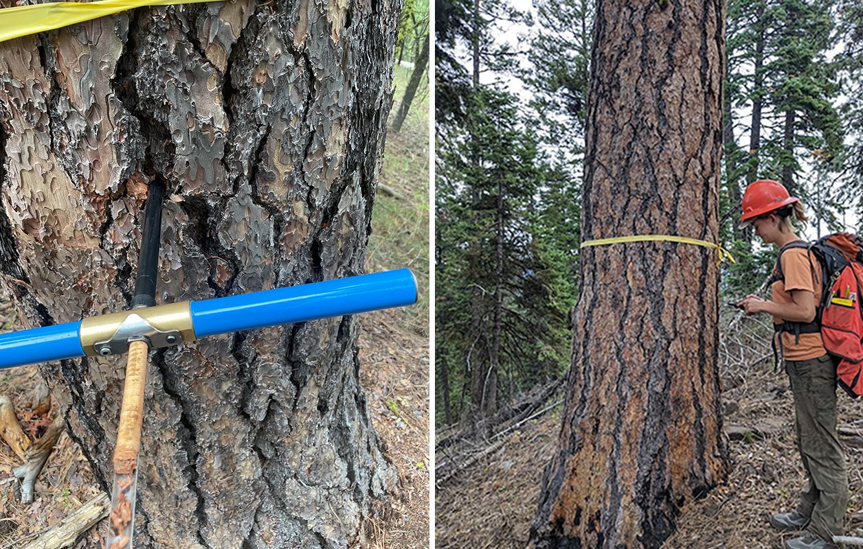 One photo of a core sample and one of a researcher measuring trunk diameter