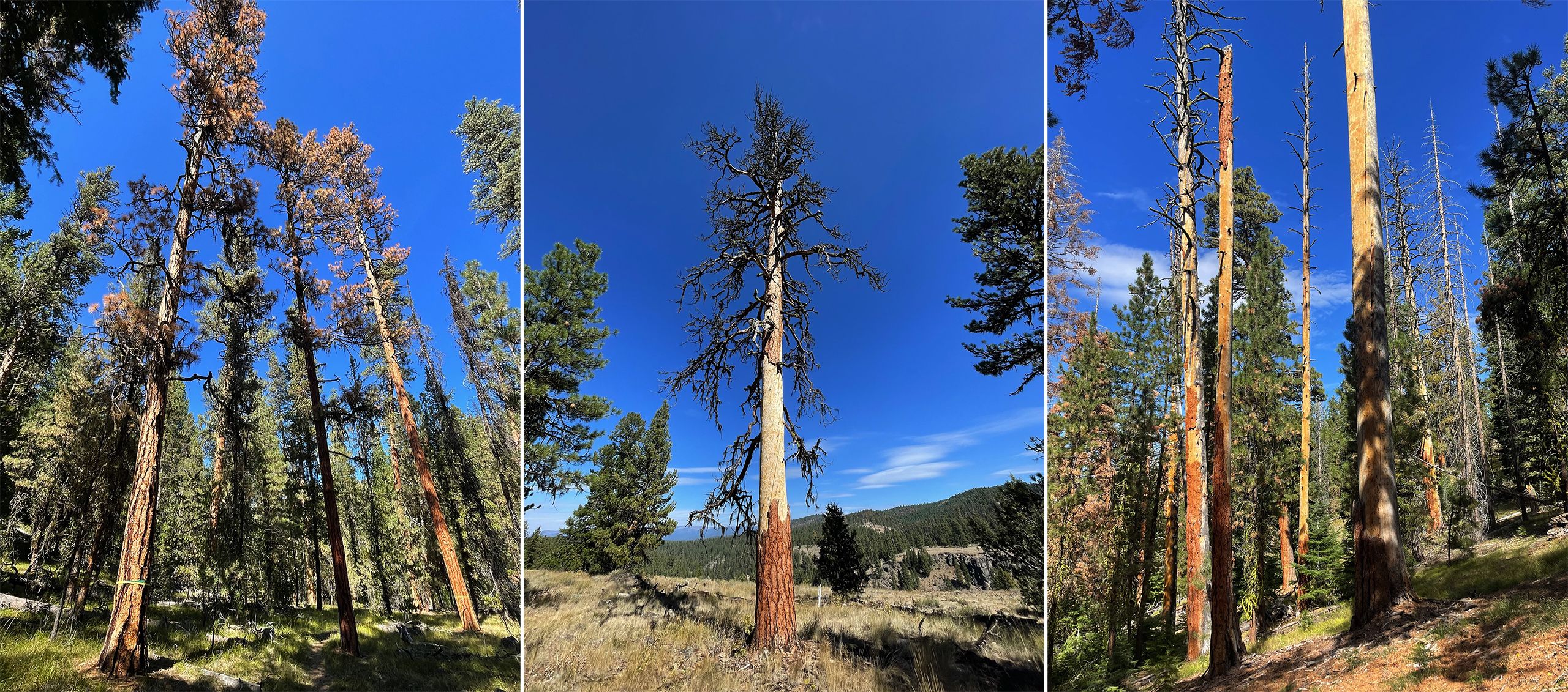 Three photos of dying old-growth ponderosa pine