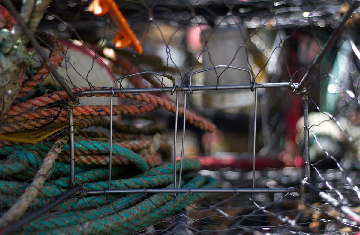 A close-up inside a crab trap with metal wiring and red and blue ropes