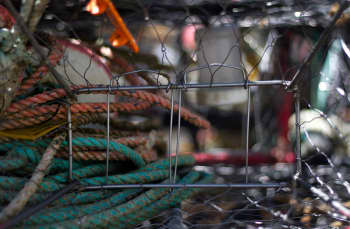 A close-up inside a crab trap with metal wiring and red and blue ropes