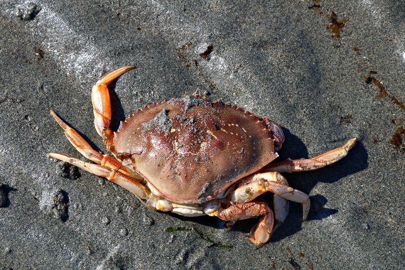 An adult-sized Dungeness crab on wet, dark sand