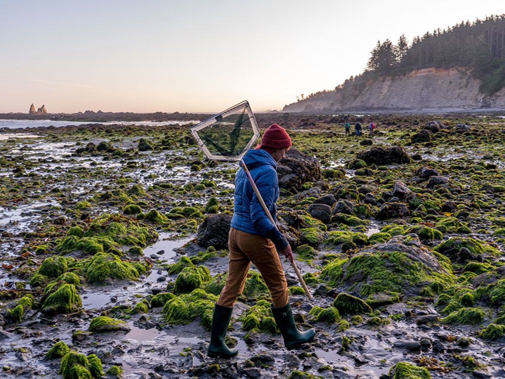 A student carries a large net and walks over kelp, rocks, and mud.
