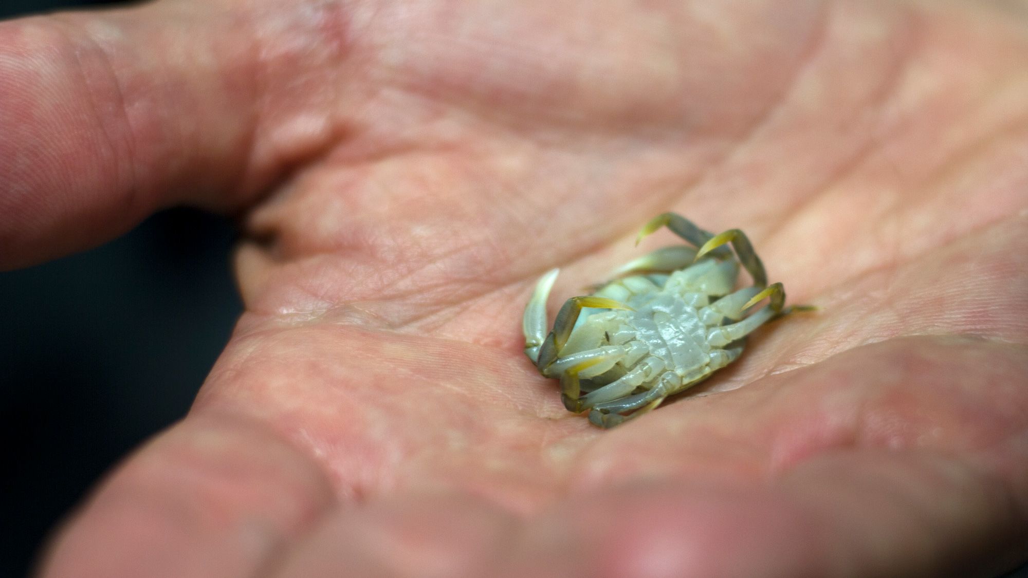 A close-up of a hand holding up a young crab on its back, showing its underside