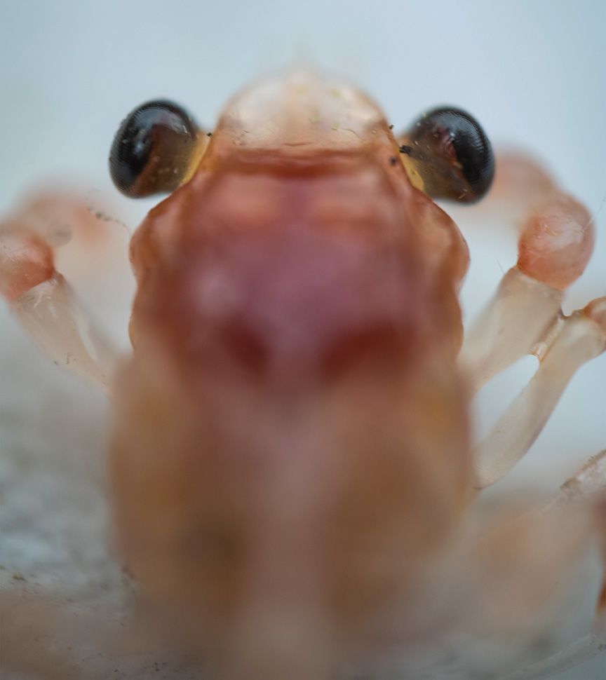 A close-up of a Dungeness baby crab face