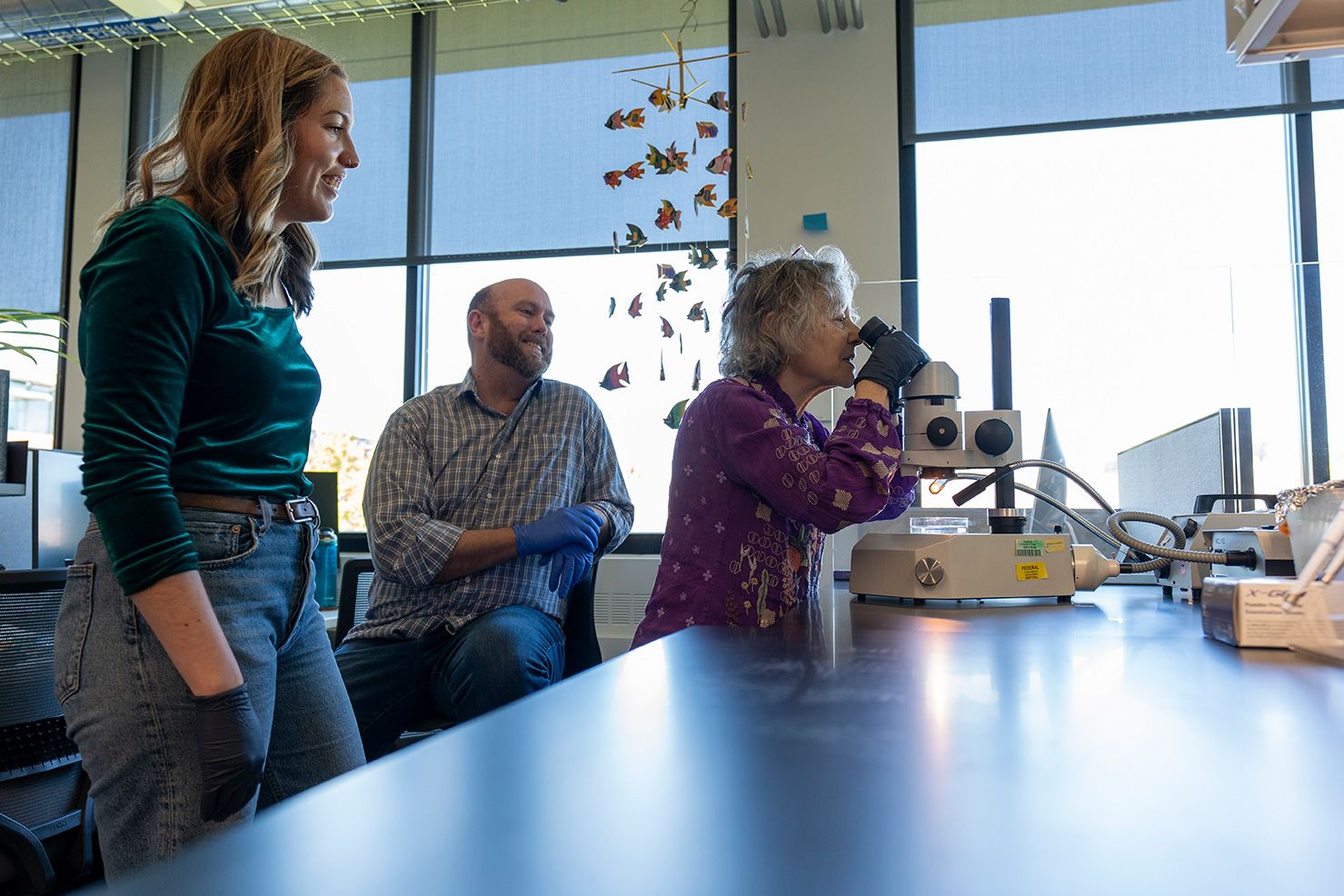 Judith Eisen looks into a microscope, with a zebrafish mobile hanging behind her.