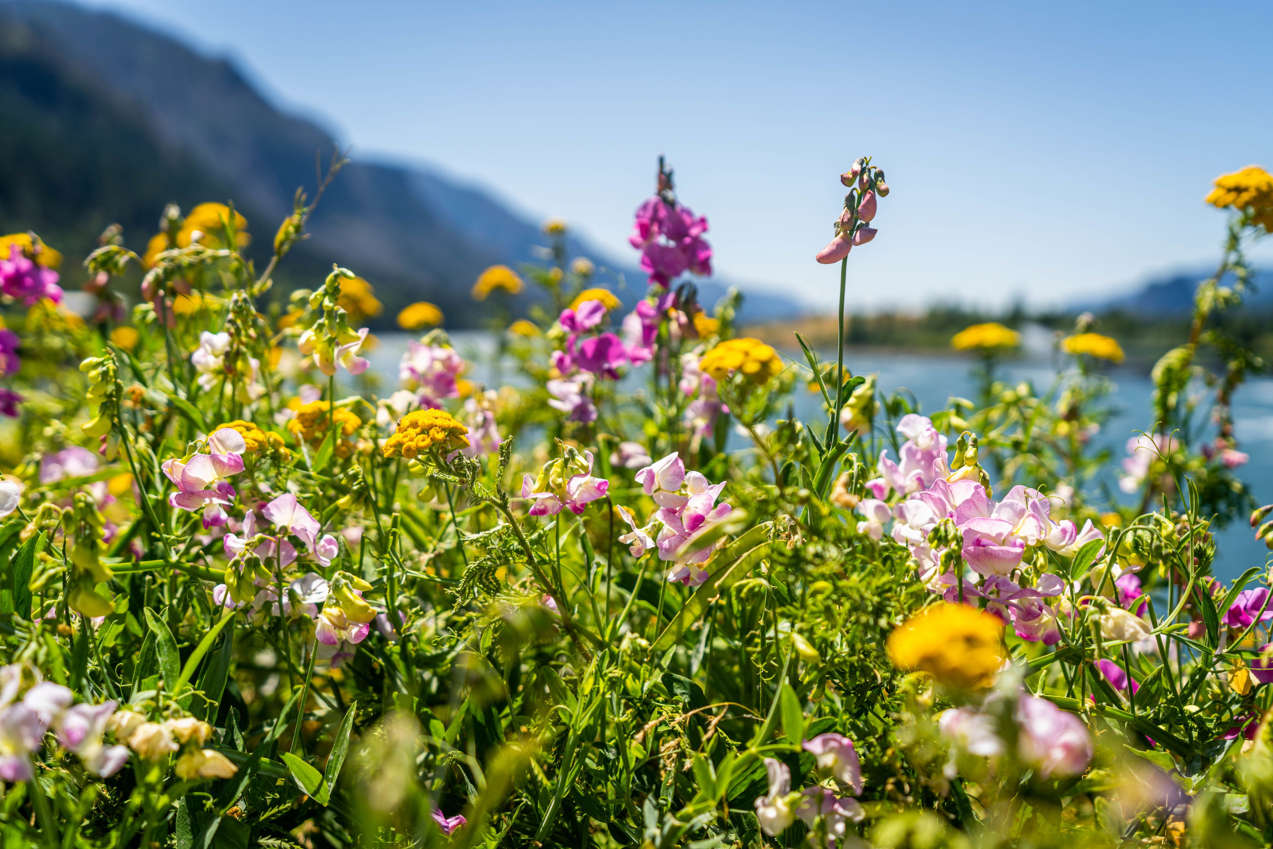 Colorful wildflower field in full bloom.