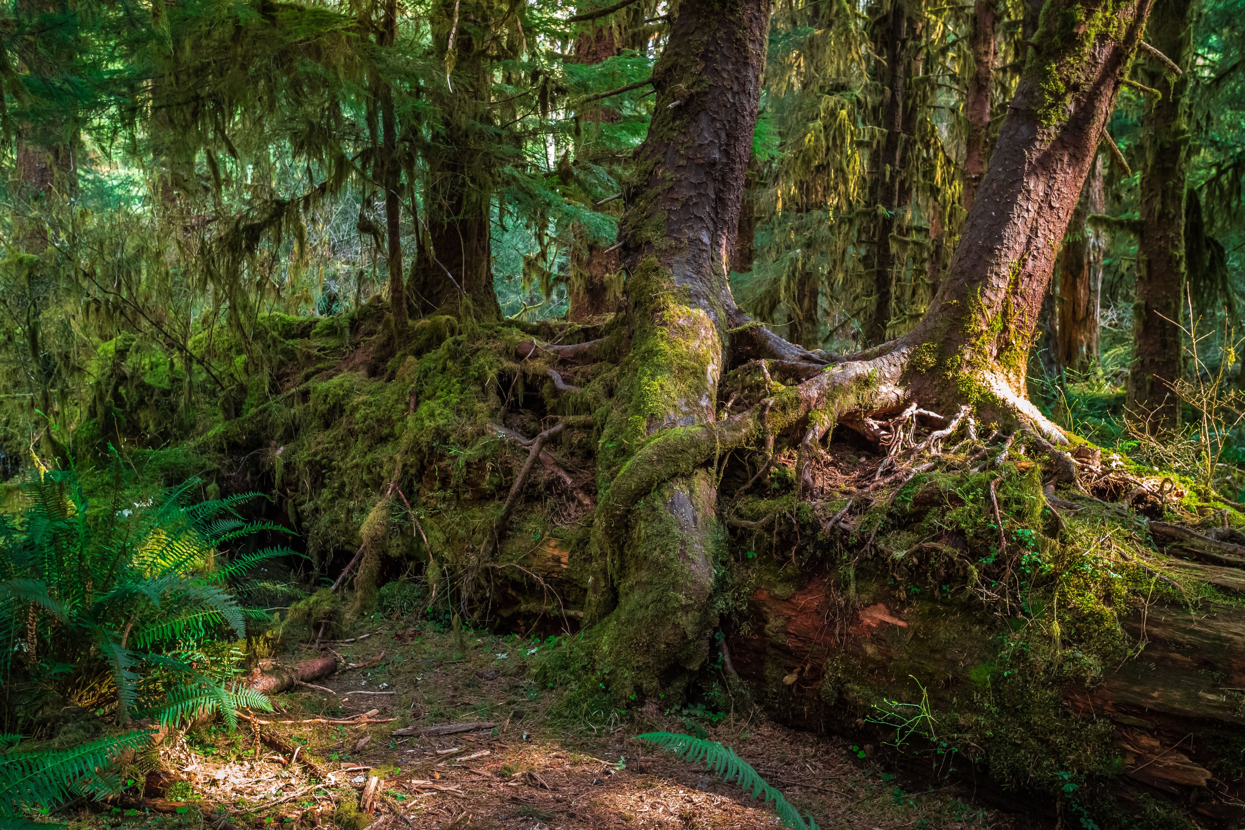 Dense forest scene with tall moss-covered trees and a large fallen tree trunk in the foreground