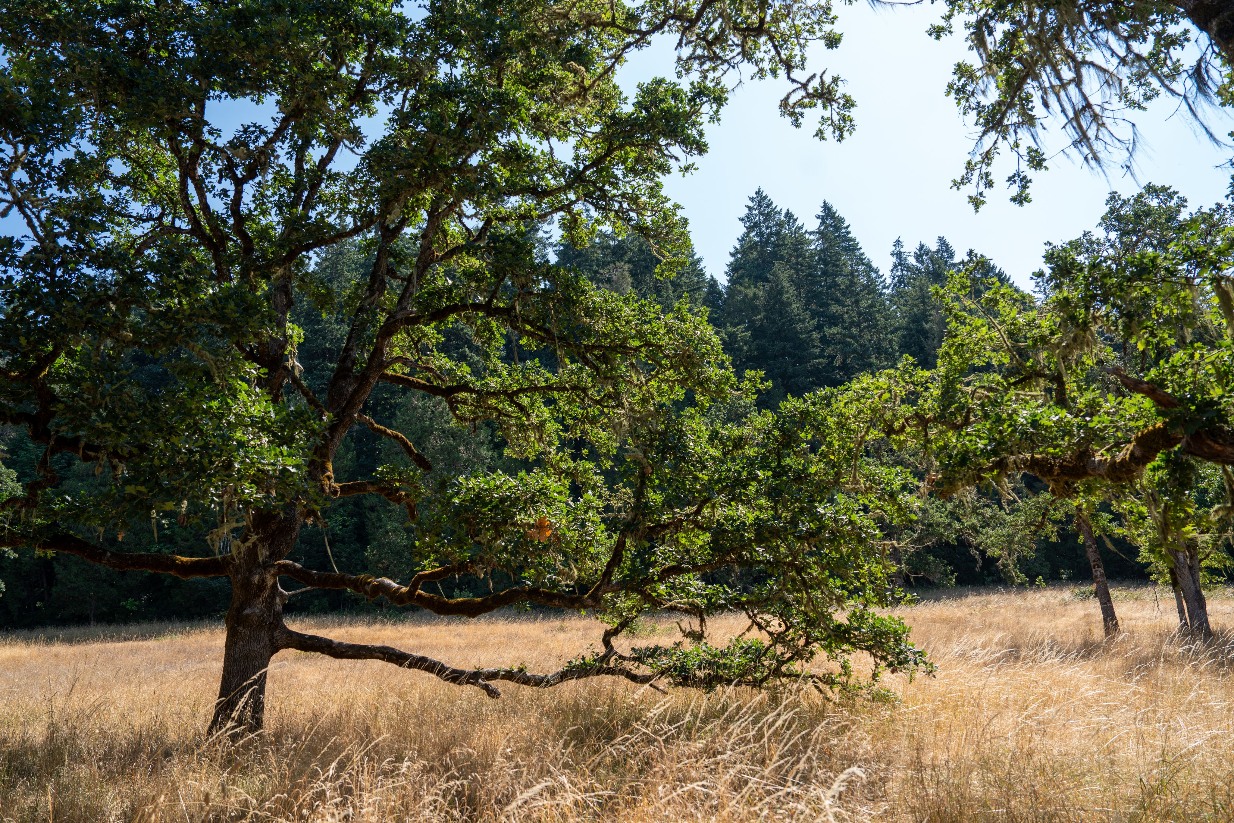 Grassy meadow with a tall oak tree in the foreground