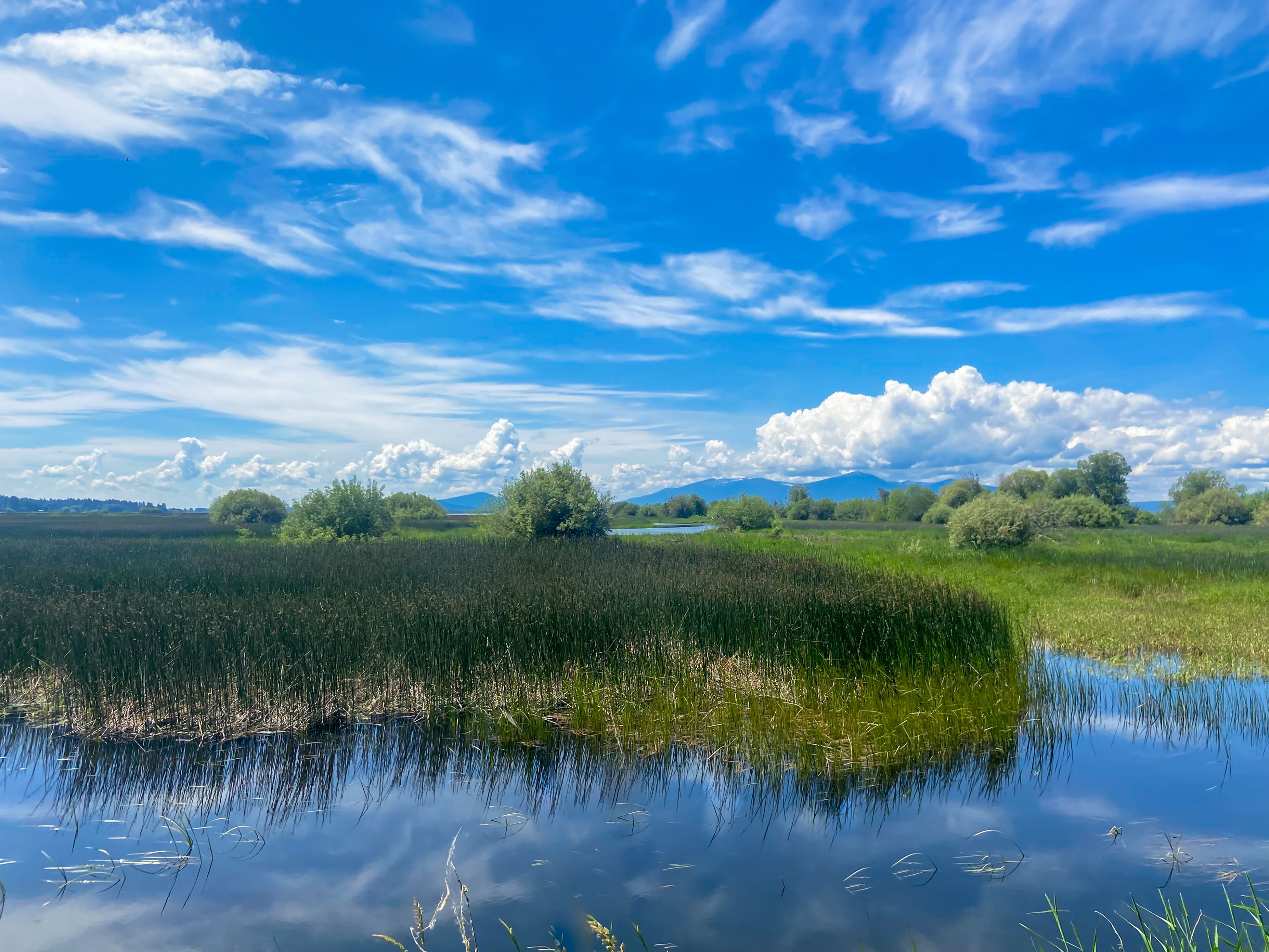 Peaceful marsh landscape with tall grasses and reeds reflected in still water. A bright blue sky with scattered white clouds stretches above distant mountains and green trees in the background.