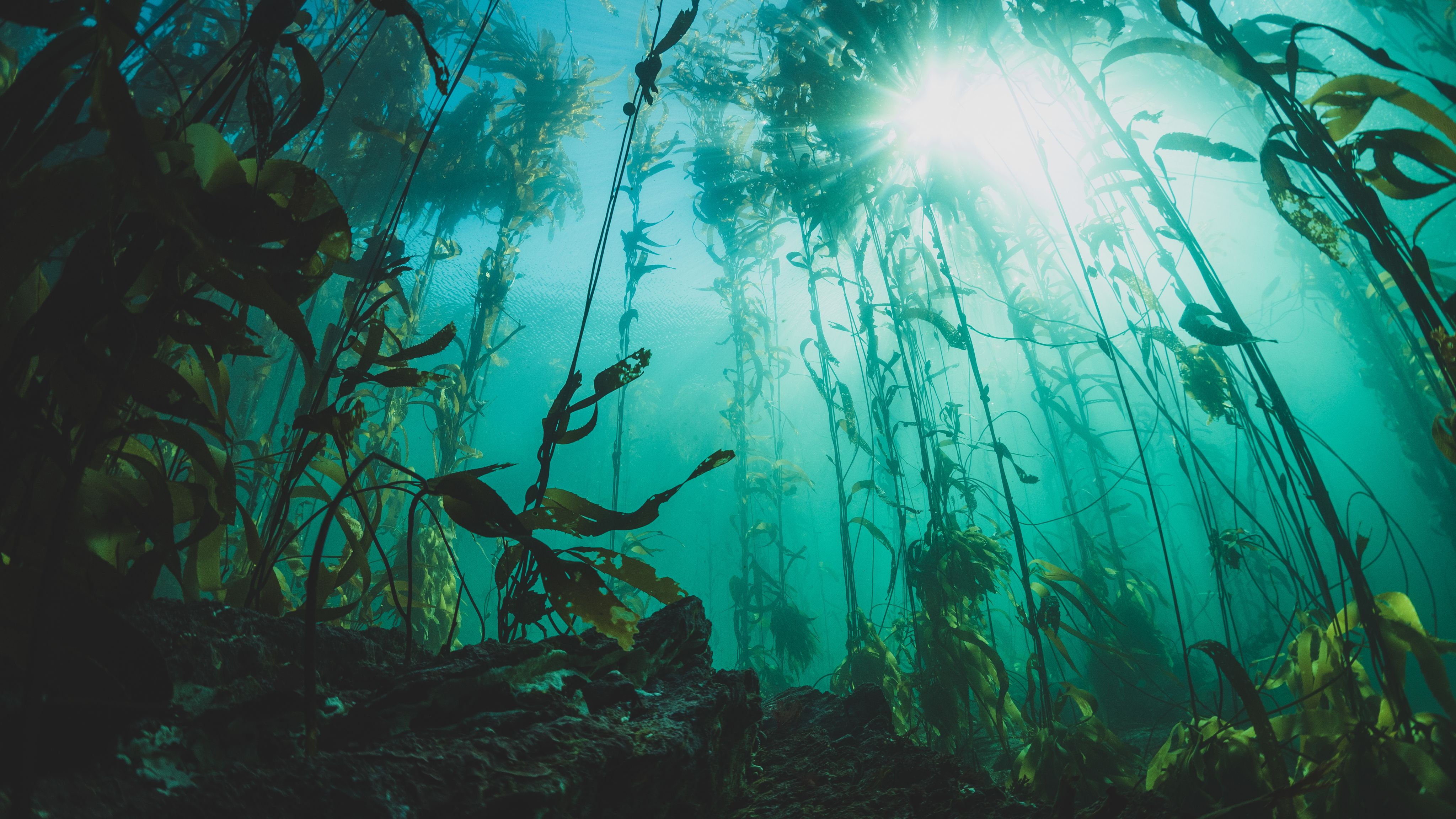 Underwater view of a kelp forest