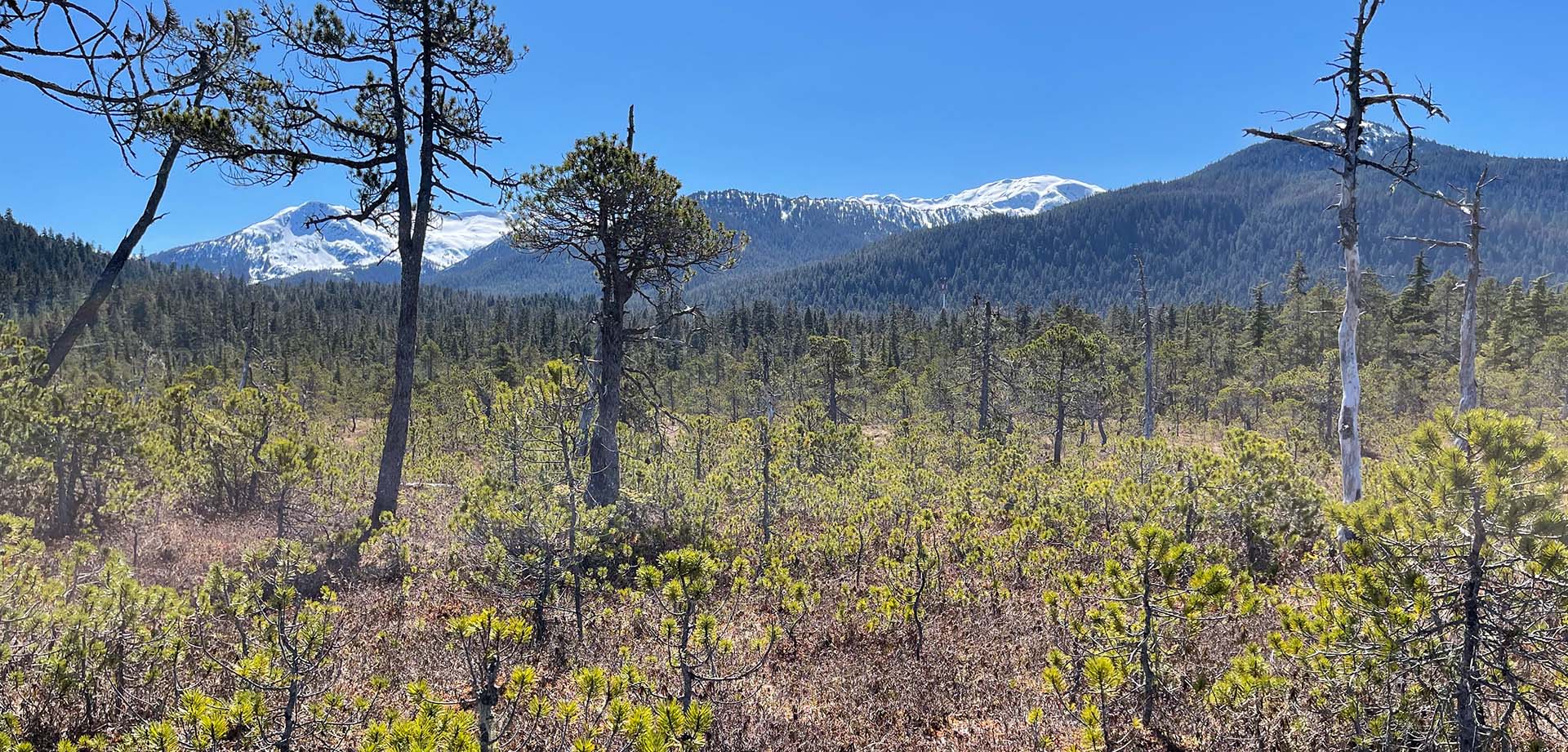 Different kinds of trees growing in different habitats