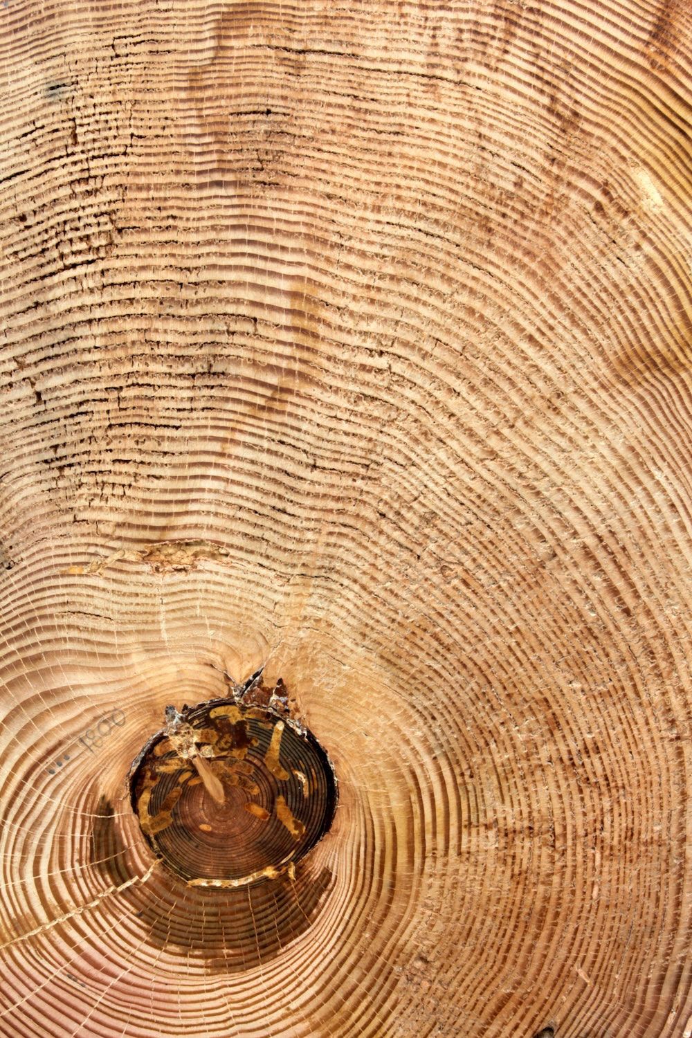 A close-up of a wood cross-section with tree rings and a burned section.
