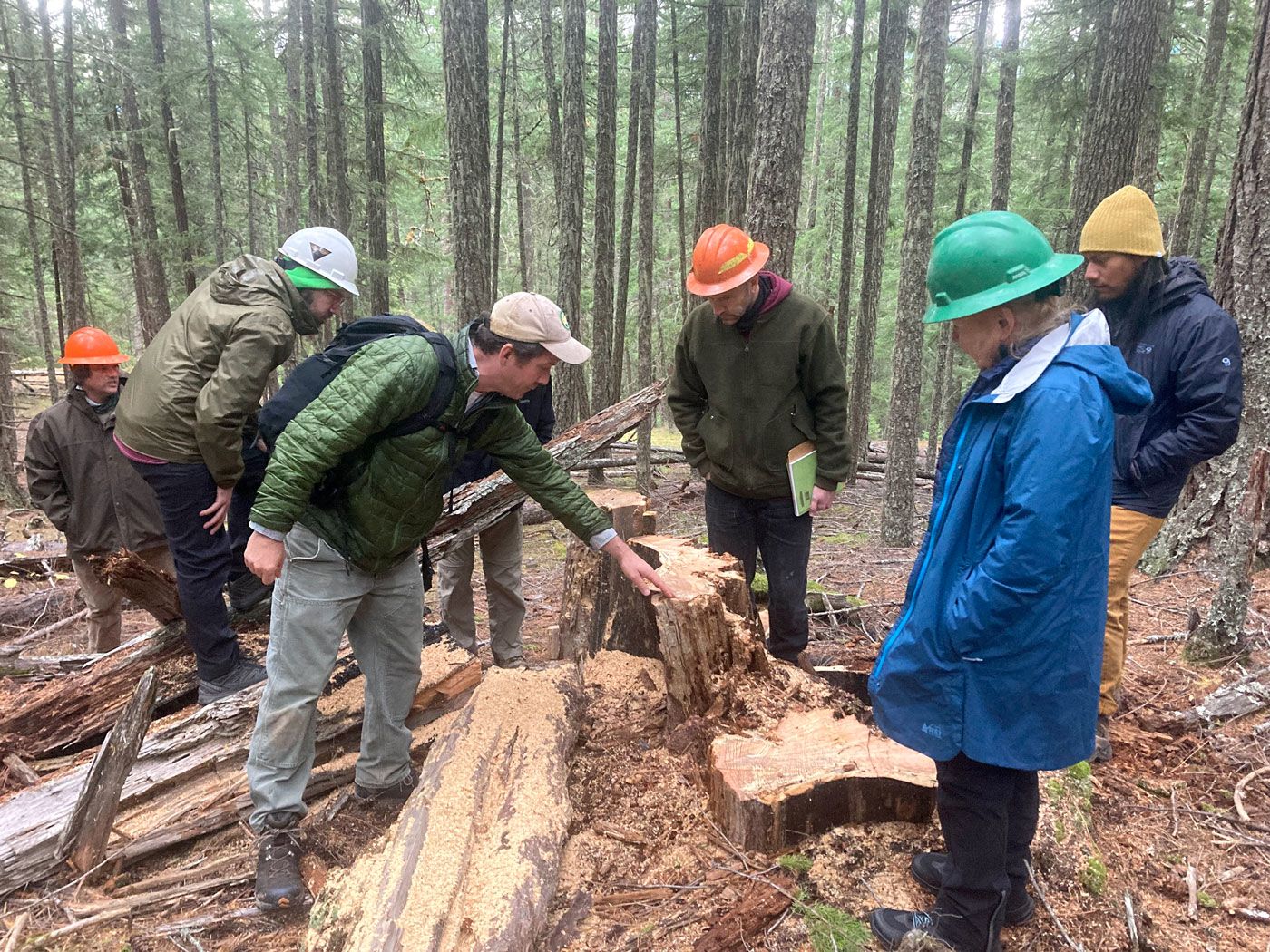 A person points at a tree stump in front of a group of people in a Douglas fir forest.