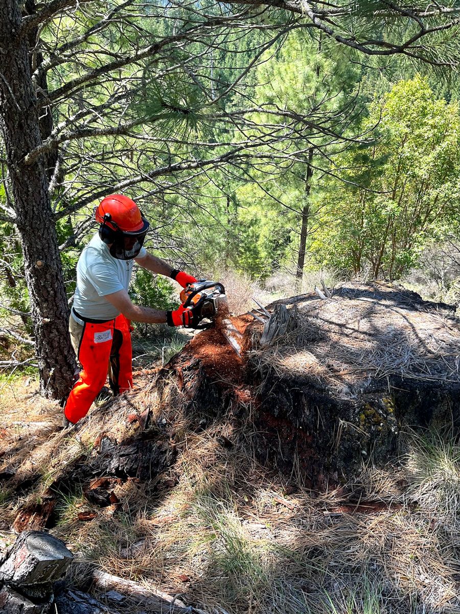 A person in a helmet cuts the top of a tree stump with a chainsaw.
